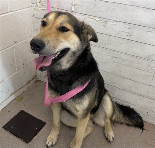 Analise, a German Shepherd, available for adoption