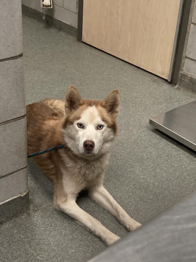 Drako, a Siberian Husky, available for adoption