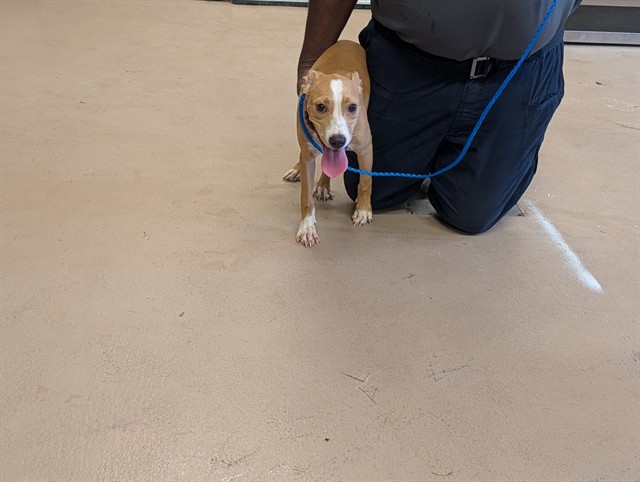 London, a American Staffordshire Terrier (mix breed), available for adoption