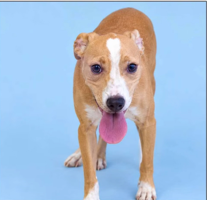 London, a American Staffordshire Terrier (mix breed), available for adoption
