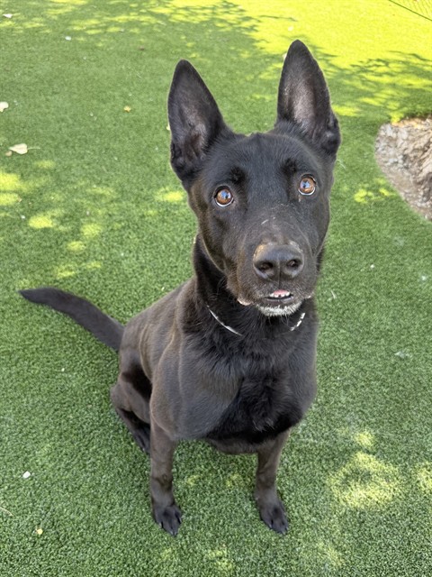 Gunner Amigo, a Belgian Shepherd Malinois, available for adoption