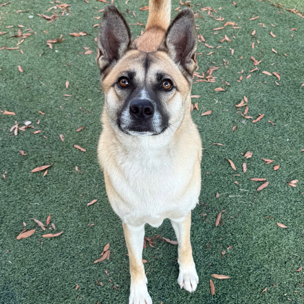 Other Photos of thie Dog