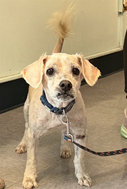 Lucky Rios, a Shih Tzu, available for adoption