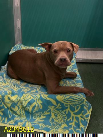 Mimi, a American Staffordshire Terrier, available for adoption
