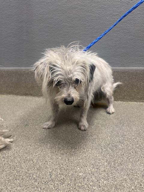 Betty, a Cairn Terrier, available for adoption
