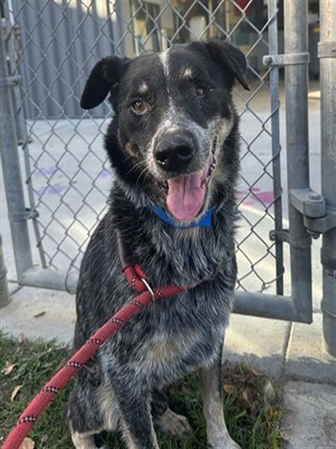 Mickie, a Catahoula Leopard Dog, available for adoption