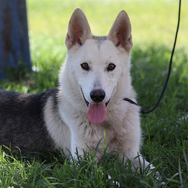 Liberty, a Siberian Husky, available for adoption