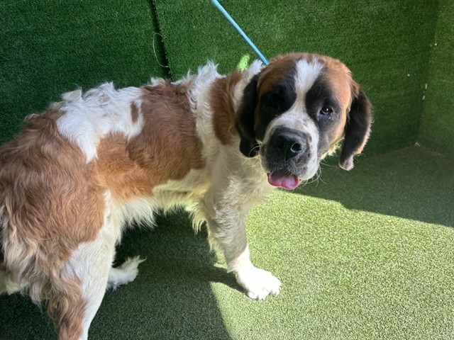 A5801595, a Saint Bernard St. Bernard, available for adoption