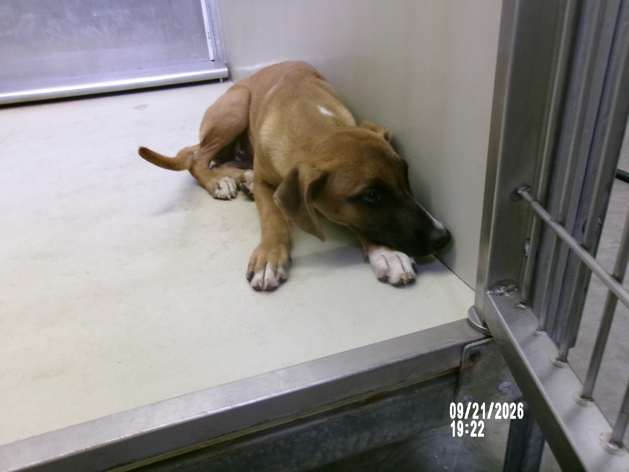 89059, a American Staffordshire Terrier (mix breed), available for adoption
