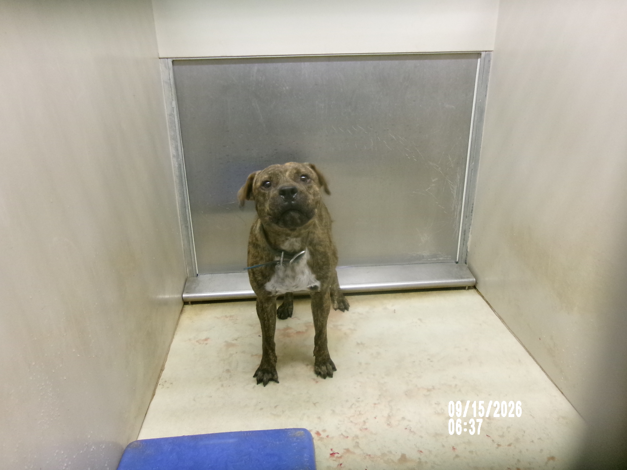 Ginjo, a Staffordshire Bull Terrier (mix breed), available for adoption