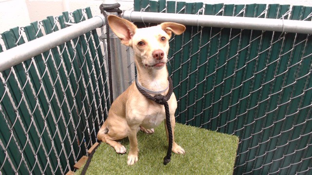 Coco, a Chihuahua, available for adoption