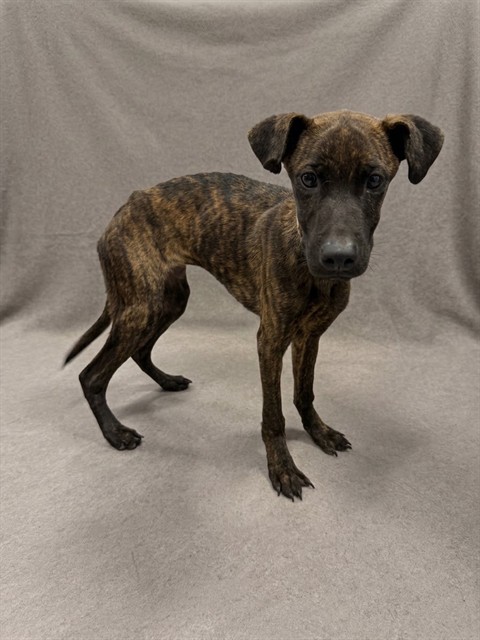 Mightor, a Bullmastiff, available for adoption