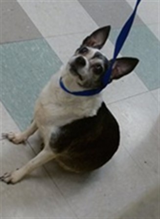 A481164, a Chihuahua, available for adoption