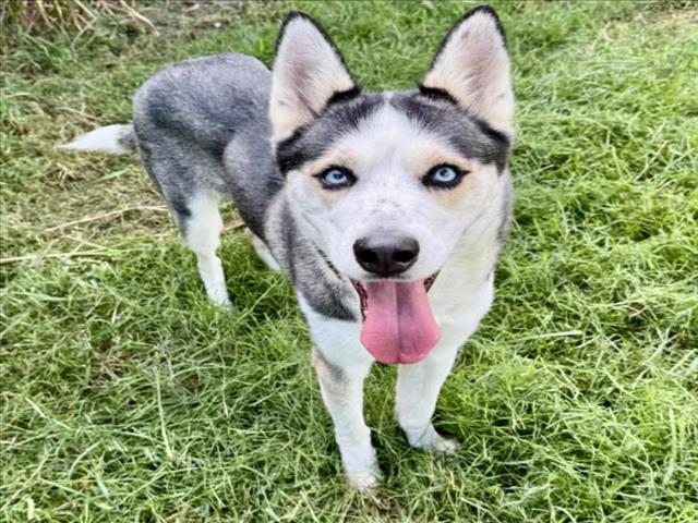 Mia, a Siberian Husky (mix breed), available for adoption