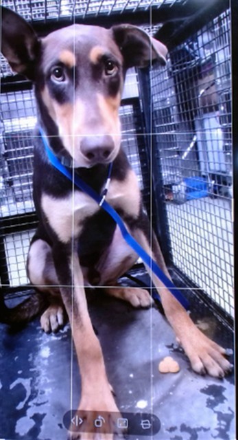 Herman, a Doberman Pinscher, available for adoption