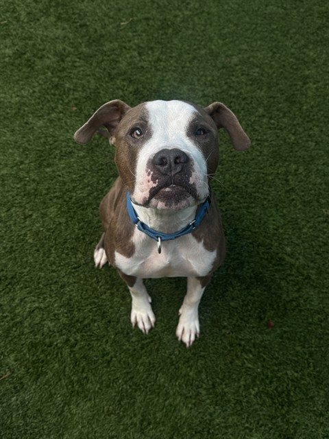 Valentine, a Pit Bull Terrier, available for adoption