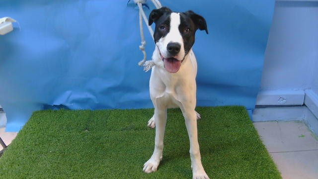 Sza, a Bullmastiff, available for adoption