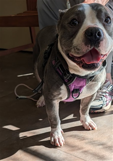 Ivey, a Pit Bull Terrier (mix breed), available for adoption