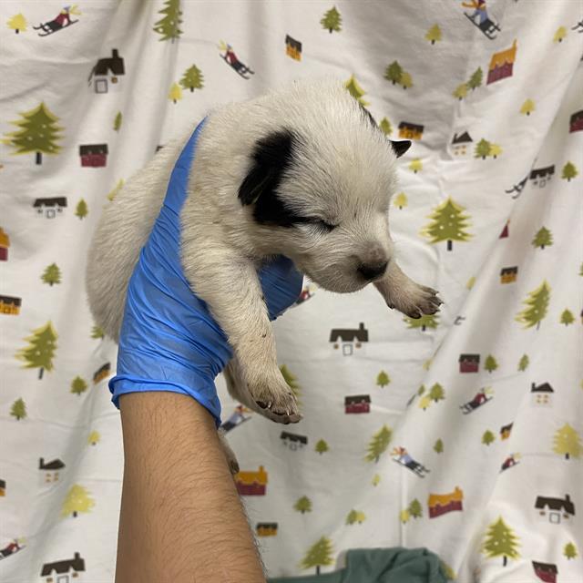 A614462, a Border Collie, available for adoption