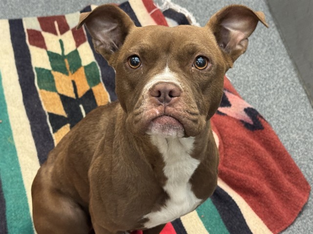 Disney, a Pit Bull Terrier (mix breed), available for adoption