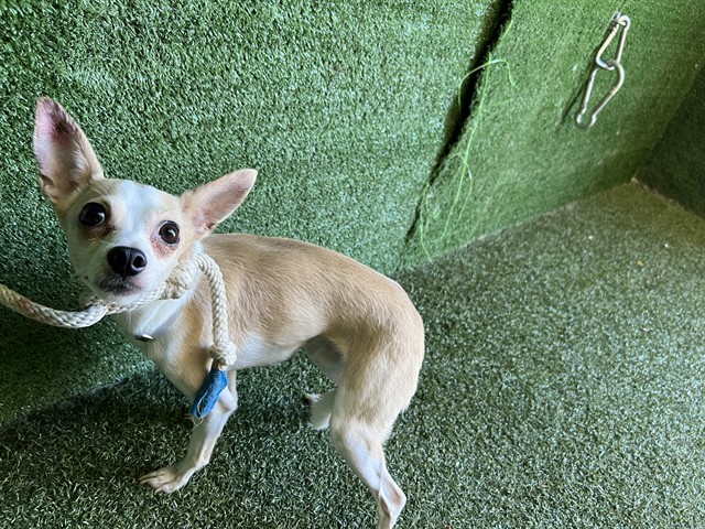 Clint, a Chihuahua, available for adoption