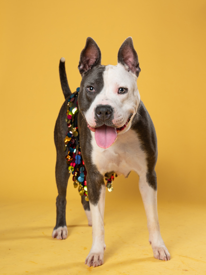 Coo Coo Clock, a Pit Bull Terrier (mix breed), available for adoption