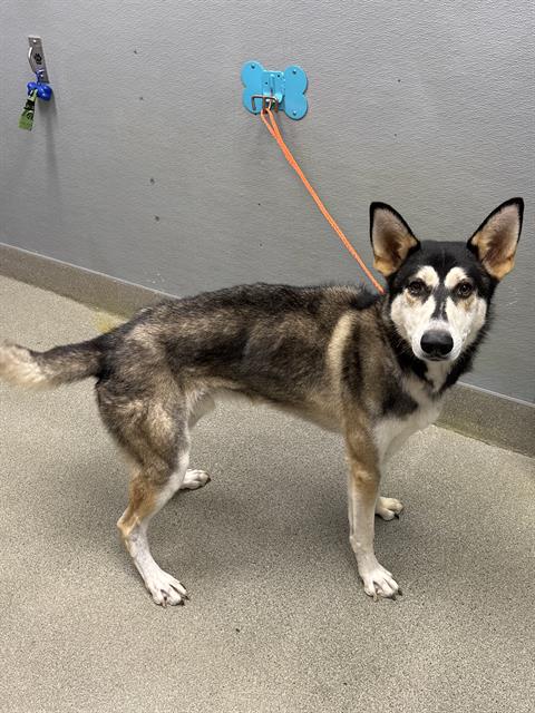 Jester, a Siberian Husky, available for adoption