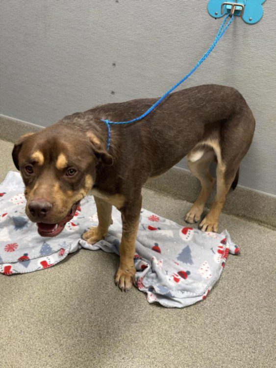 Biggie, a American Staffordshire Terrier, available for adoption