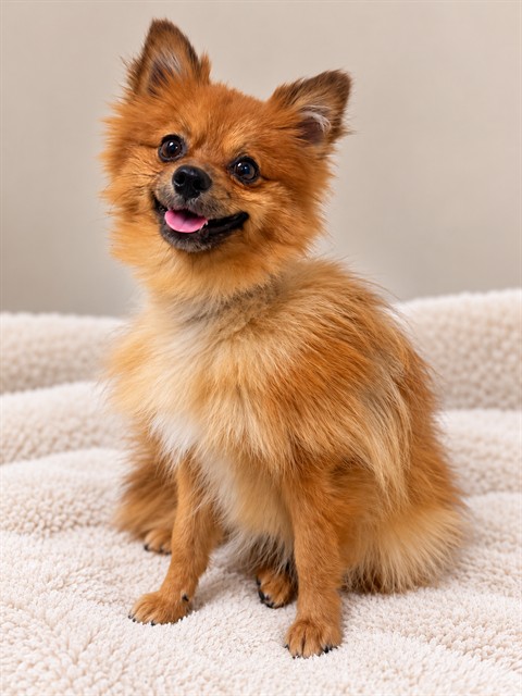 A5806082, a Pomeranian, available for adoption