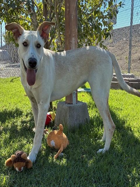 Lexus, a Carolina Dog, available for adoption