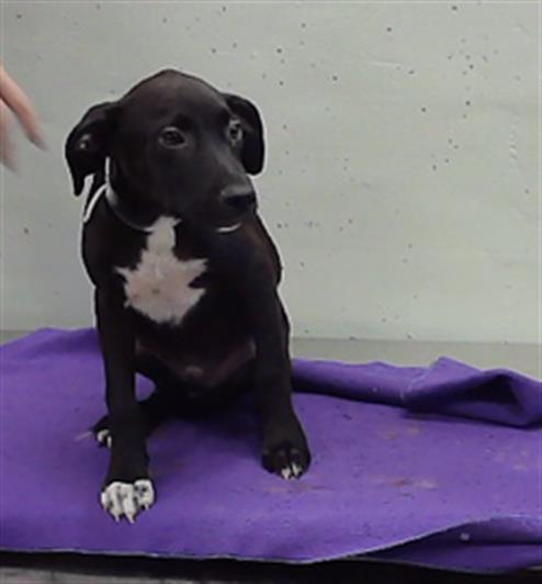 Danny, a Terrier (mix breed), available for adoption