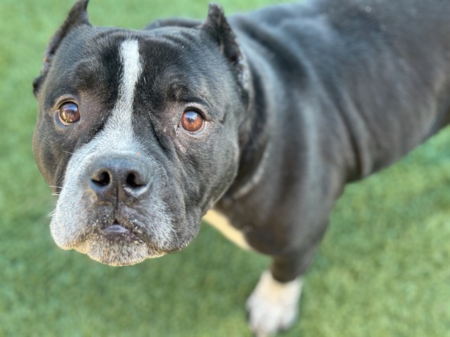 Buddy, a American Staffordshire Terrier (mix breed), available for adoption