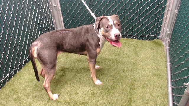 Diana, a Bullmastiff, available for adoption