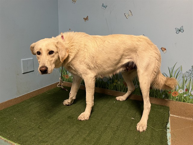 Sushi, a Labrador Retriever, available for adoption