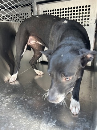 Gianina, a Pit Bull Terrier (mix breed), available for adoption