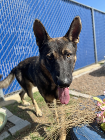 King, a German Shepherd, available for adoption