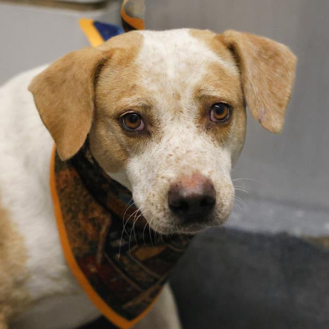 Macklemore, a Foxhound, available for adoption