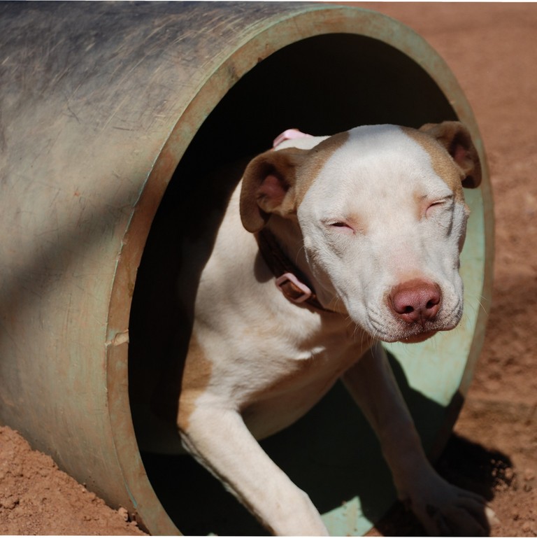 Other Photos of thie Dog