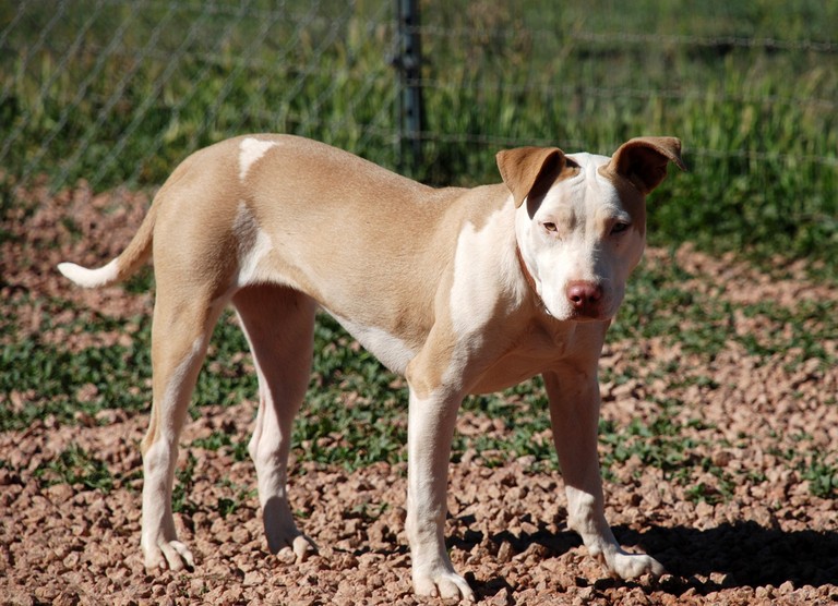 Other Photos of thie Dog