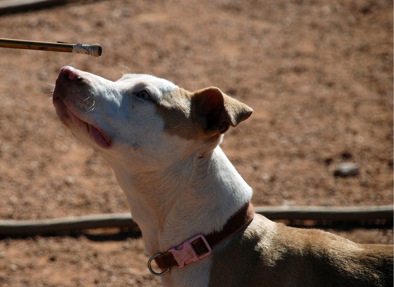 Other Photos of thie Dog