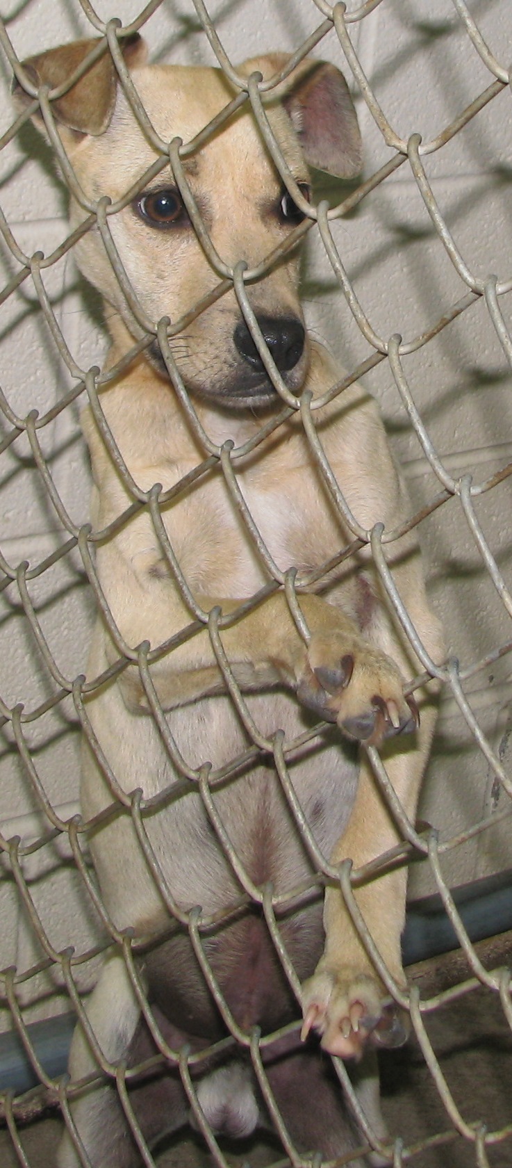 Other Photos of thie Dog