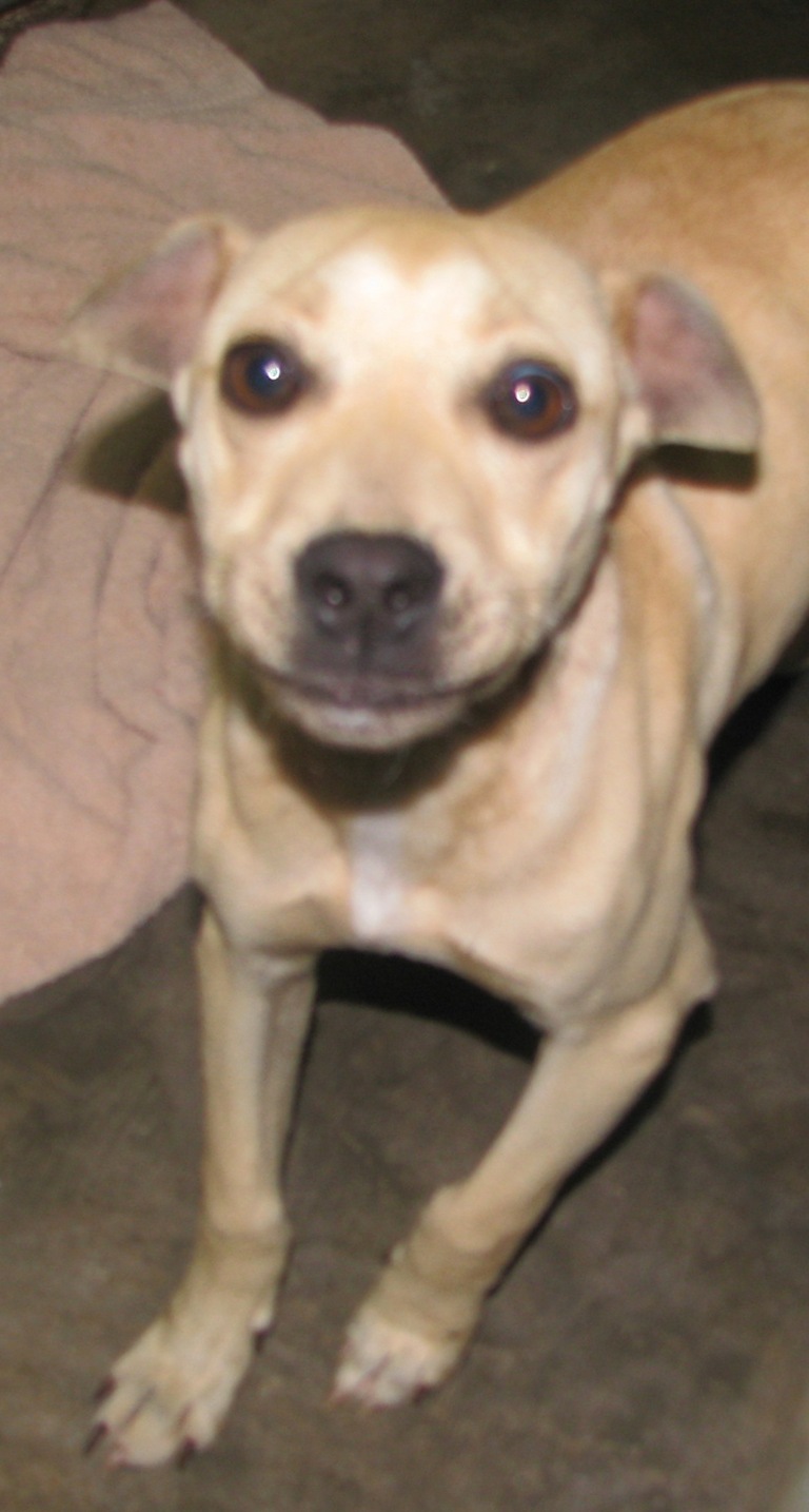 Other Photos of thie Dog