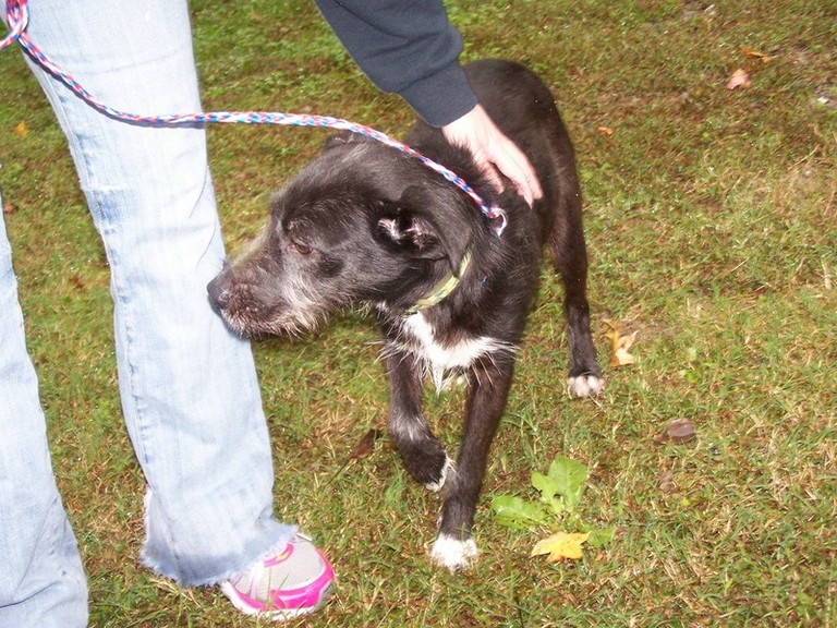 Other Photos of thie Dog