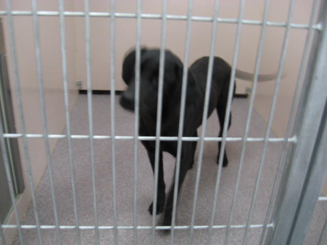 Other Photos of thie Dog