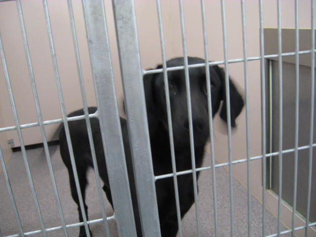 Other Photos of thie Dog