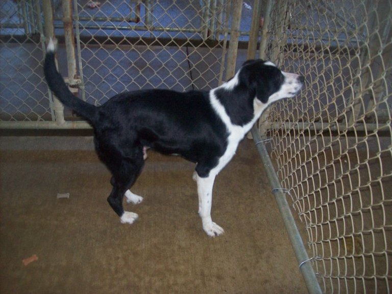 Other Photos of thie Dog