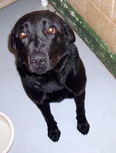 Other Photos of thie Dog