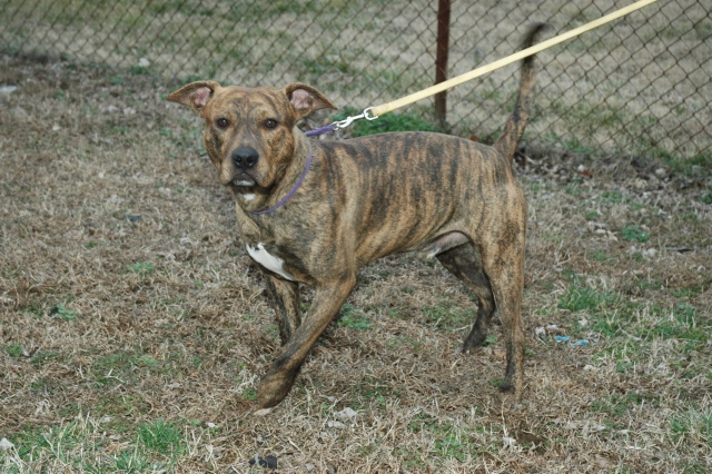 Main Photo of this Dog