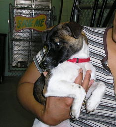 Other Photos of thie Dog