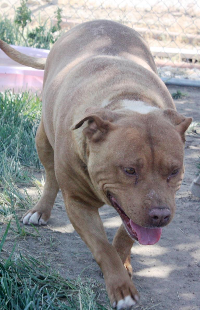 Other Photos of thie Dog